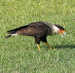 Caracara du Nord