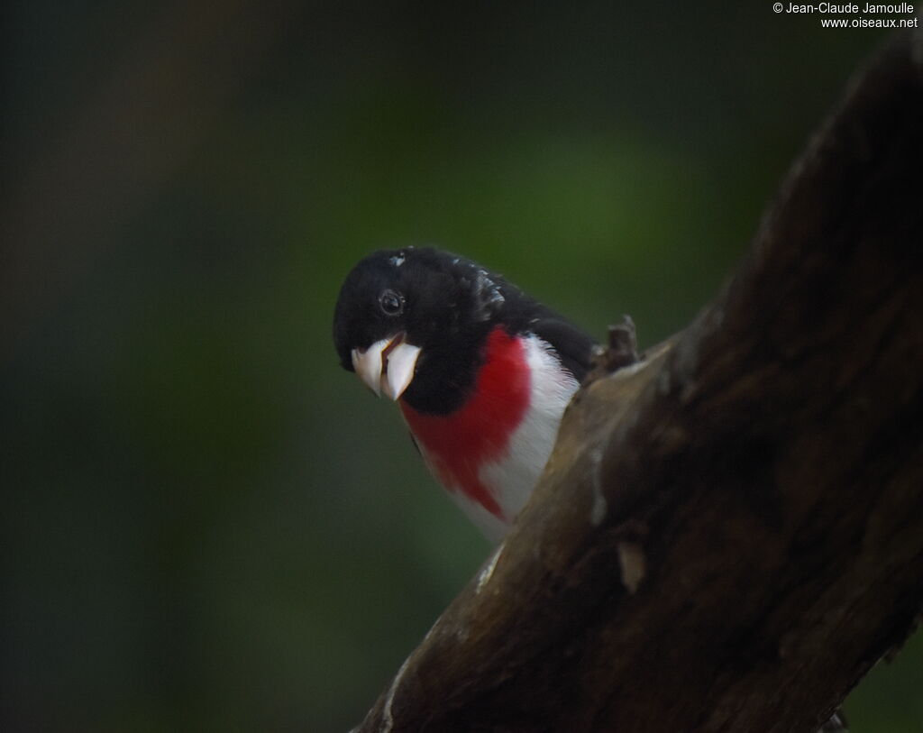 Rose-breasted Grosbeak male adult