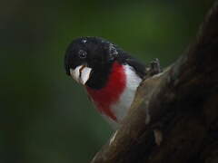 Rose-breasted Grosbeak