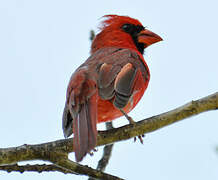 Cardinal rouge