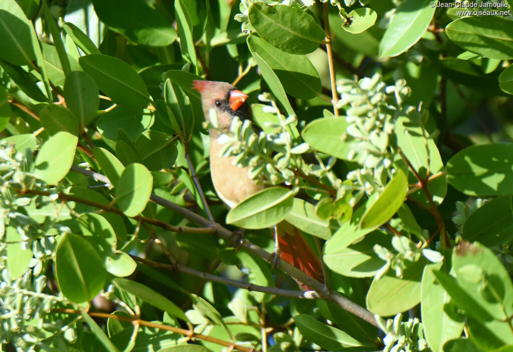 Cardinal rouge femelle