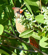 Cardinal rouge