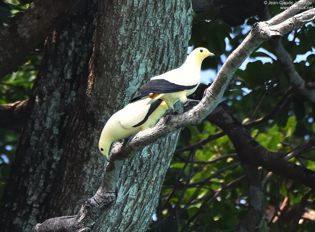 Pied Imperial Pigeon