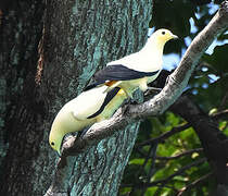 Pied Imperial Pigeon