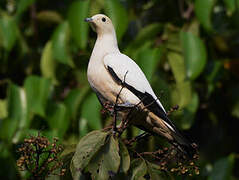 Pied Imperial Pigeon