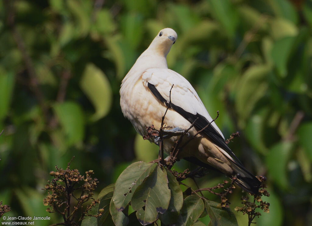 Pied Imperial Pigeon, feeding habits, Behaviour