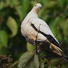 Carpophage blanc