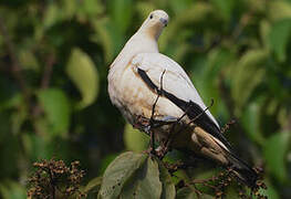 Pied Imperial Pigeon