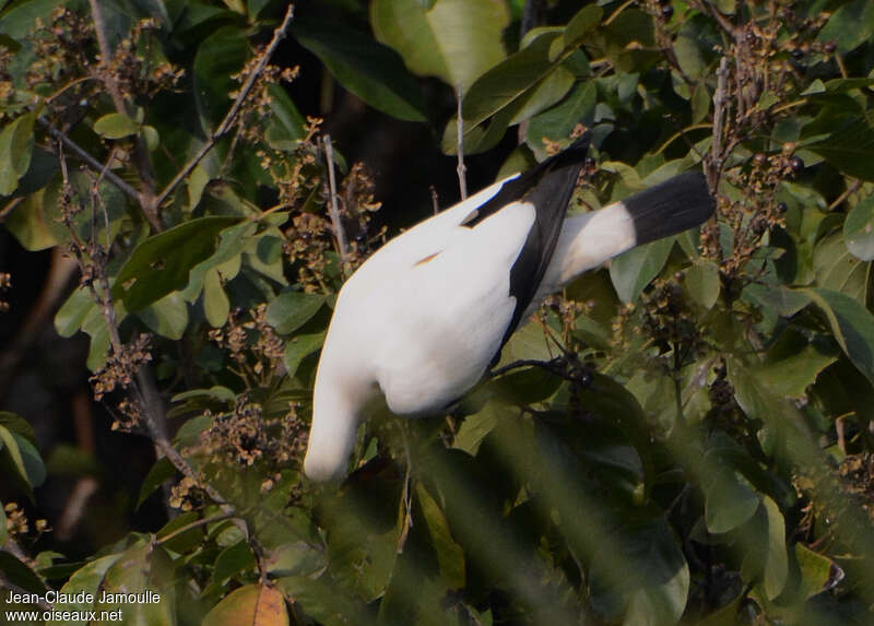Pied Imperial Pigeon, feeding habits