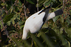 Pied Imperial Pigeon