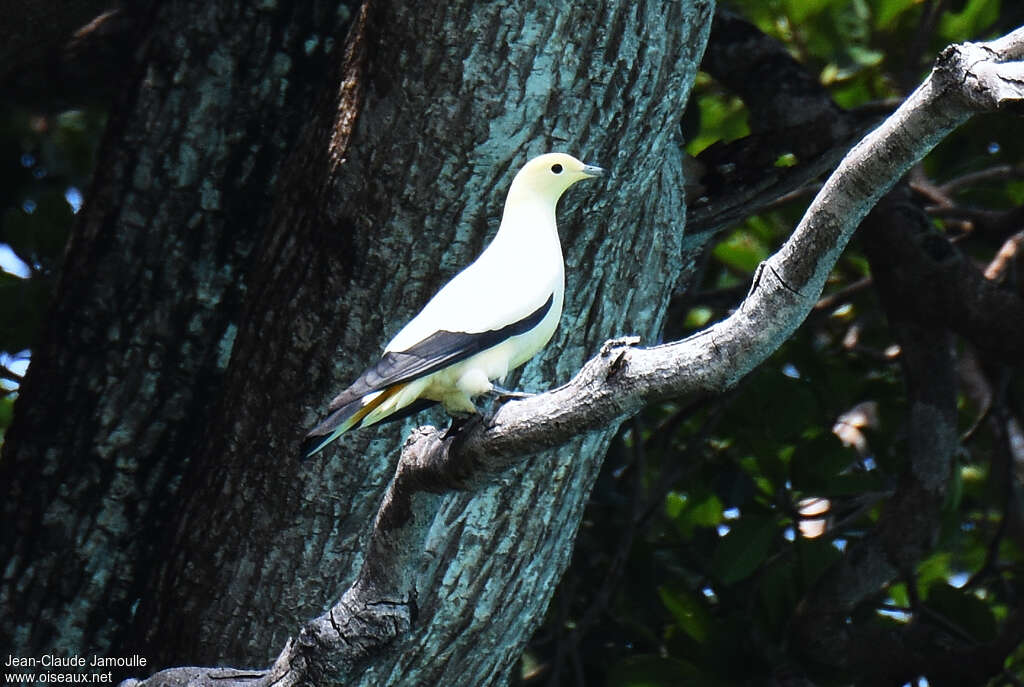 Carpophage blanc, identification