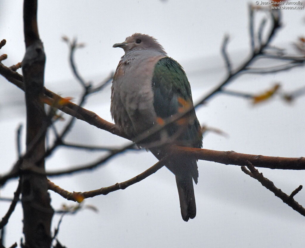 Green Imperial Pigeon