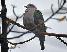 Green Imperial Pigeon