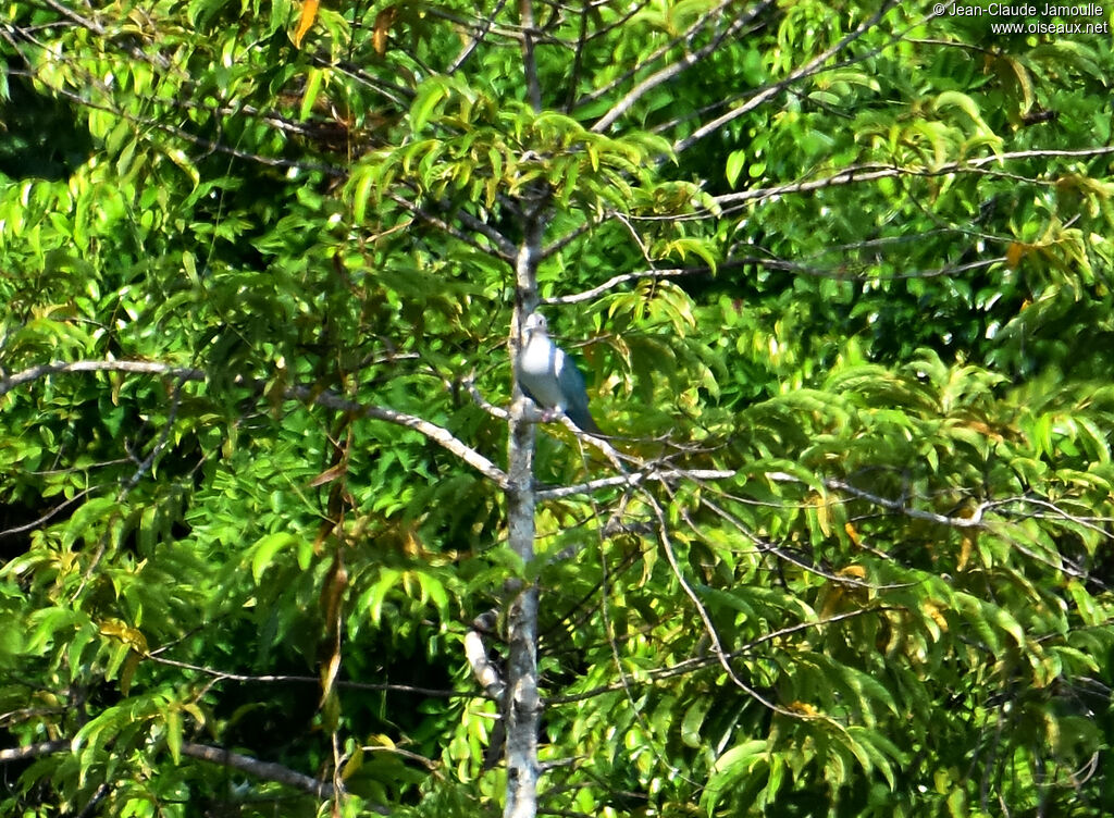 Green Imperial Pigeon