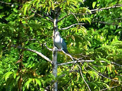 Green Imperial Pigeon