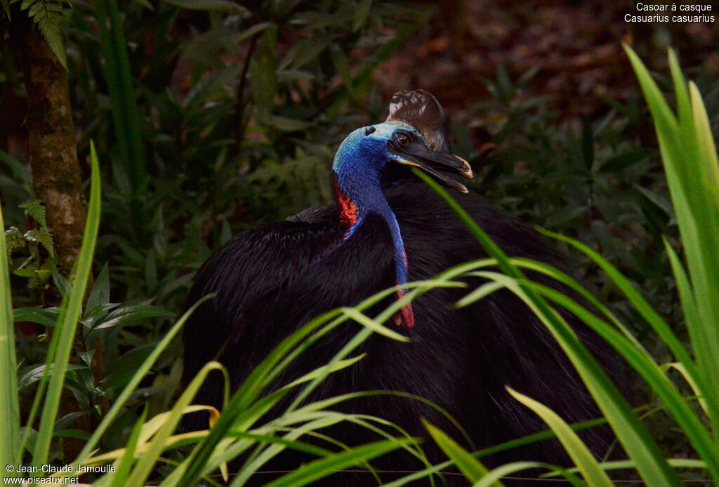 Southern Cassowary, Behaviour