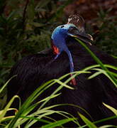 Southern Cassowary