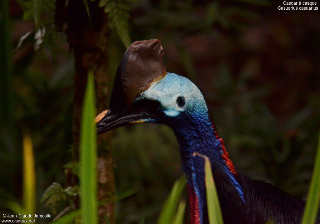 Southern Cassowary