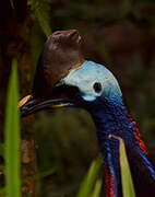 Southern Cassowary