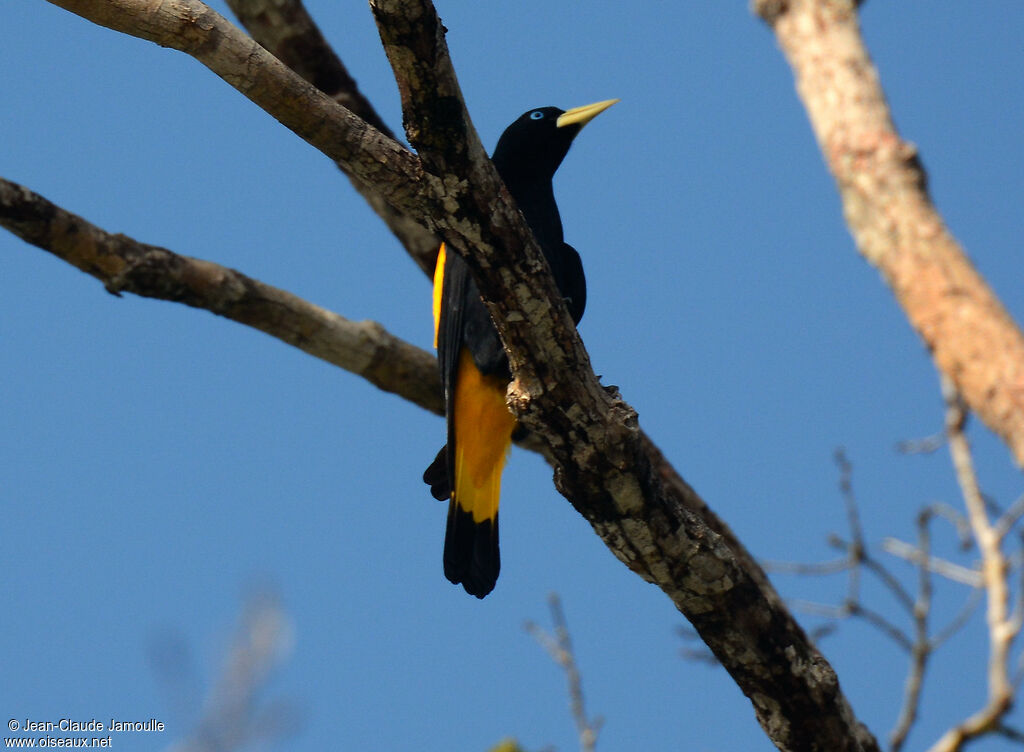 Yellow-rumped Cacique