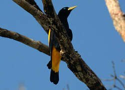 Yellow-rumped Cacique