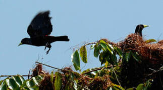 Red-rumped Cacique