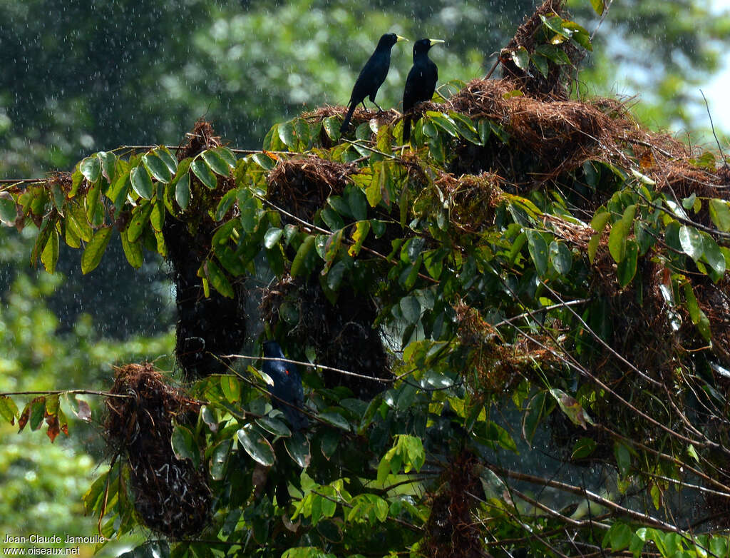 Red-rumped Cacique, habitat, colonial reprod.