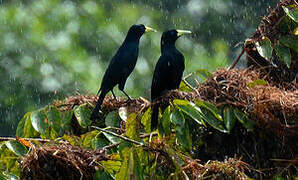 Red-rumped Cacique