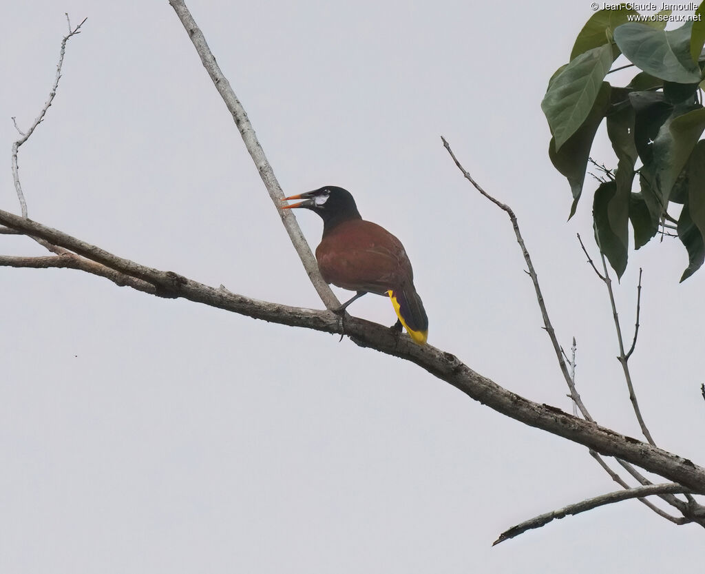 Cassique de Montezuma