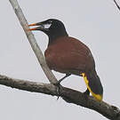 Cassique de Montezuma