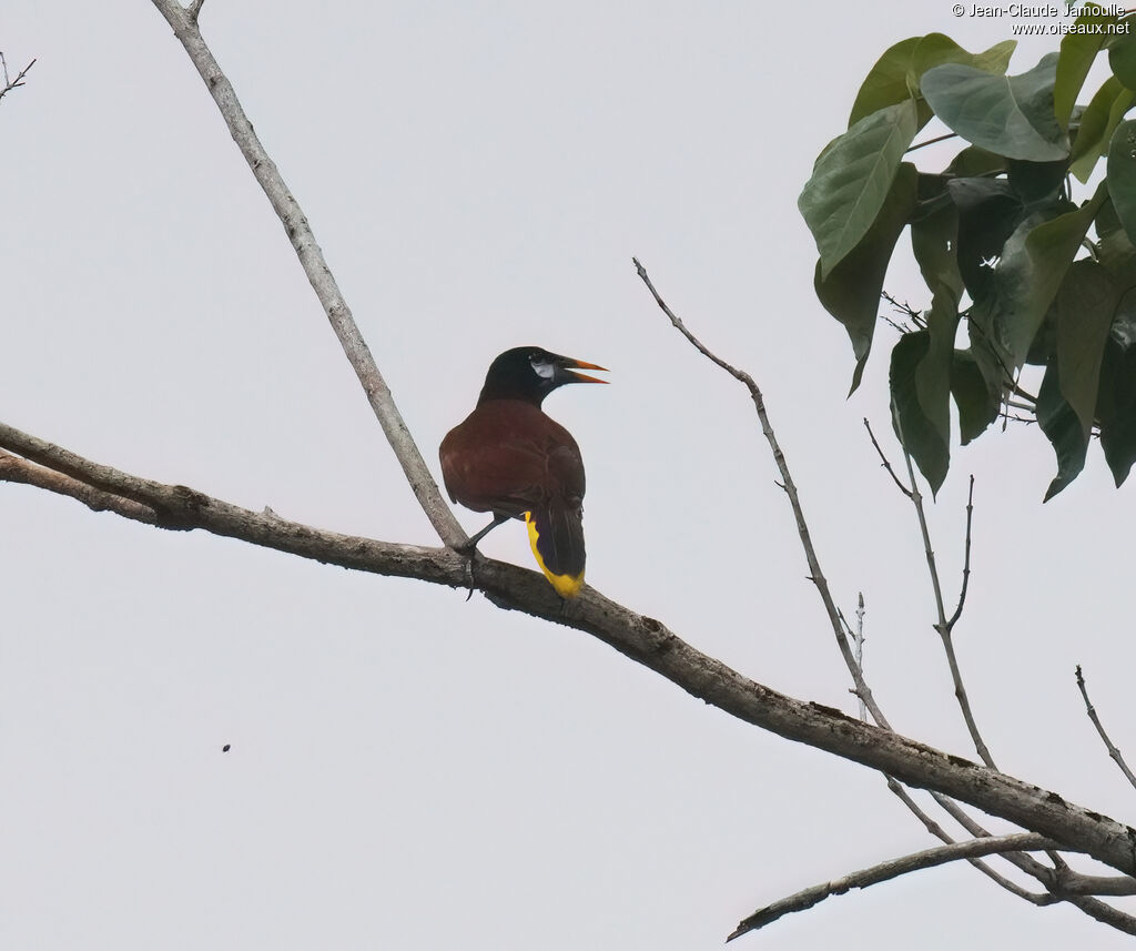 Cassique de Montezuma