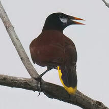 Cassique de Montezuma