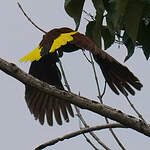 Cassique de Montezuma