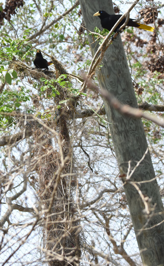 Crested Oropendola, Reproduction-nesting