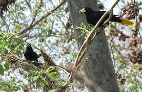 Crested Oropendola