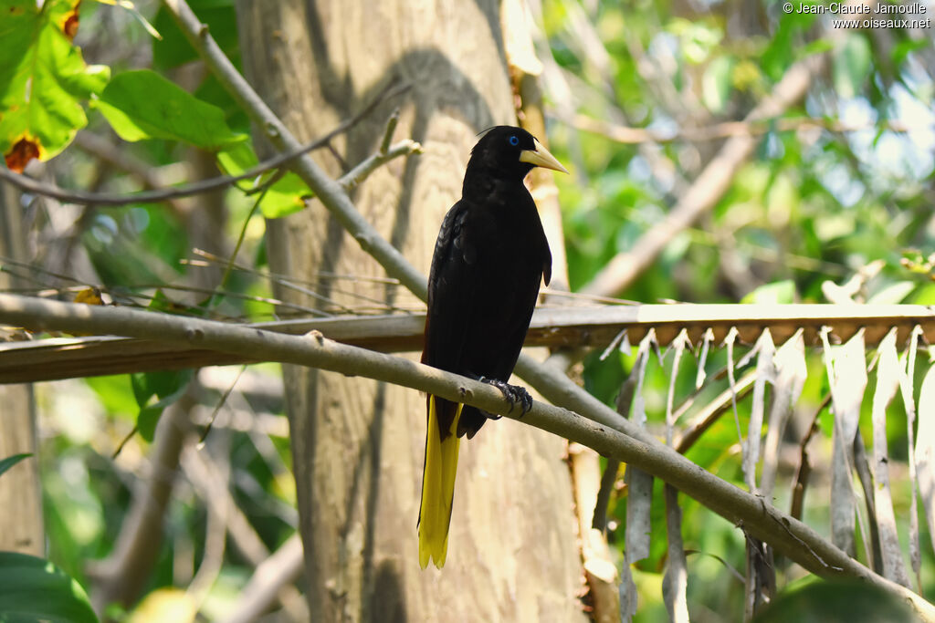 Crested Oropendola