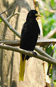 Crested Oropendola