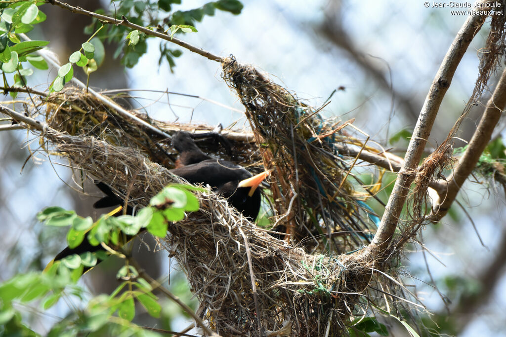 Crested Oropendola, Reproduction-nesting