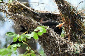 Crested Oropendola