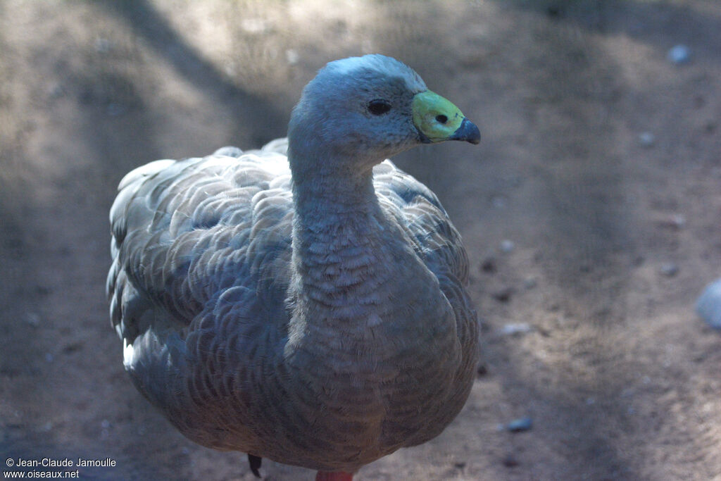 Cape Barren Goose