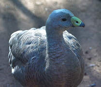 Cape Barren Goose