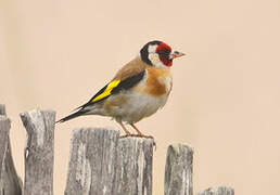 European Goldfinch