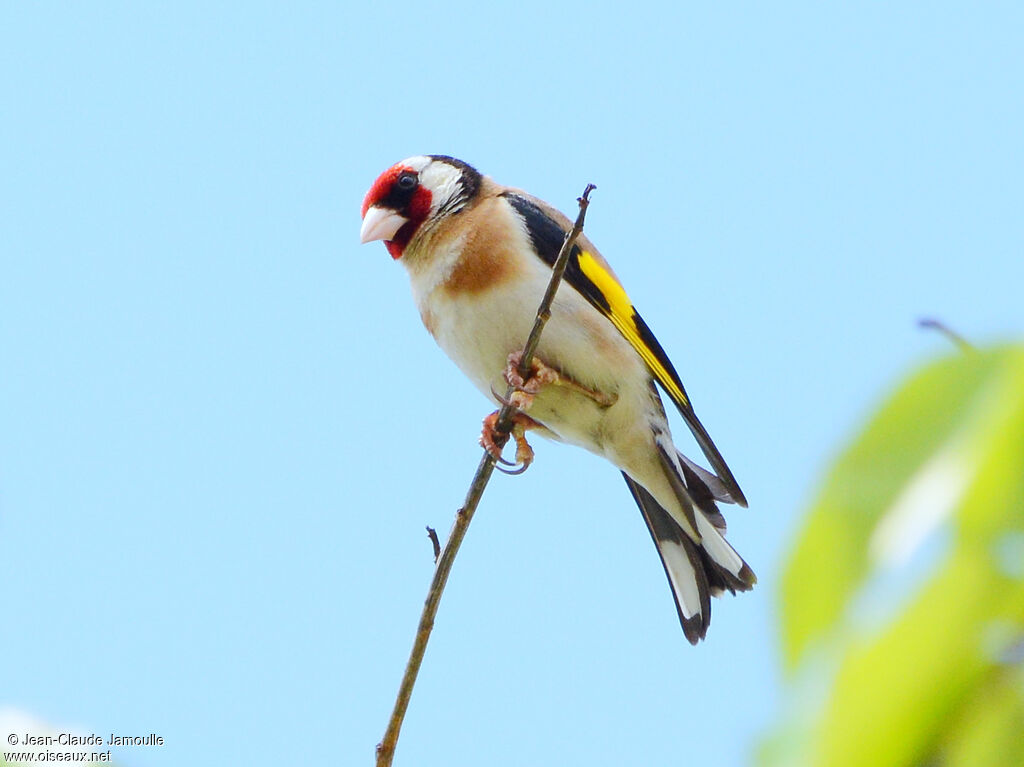 Chardonneret élégantadulte