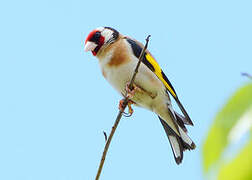 European Goldfinch