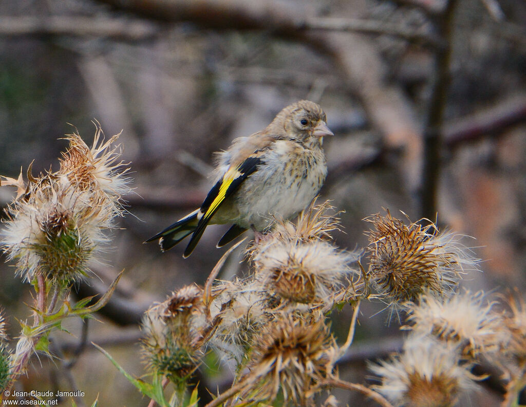 Chardonneret élégantjuvénile