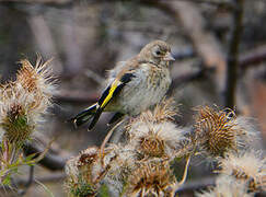 European Goldfinch