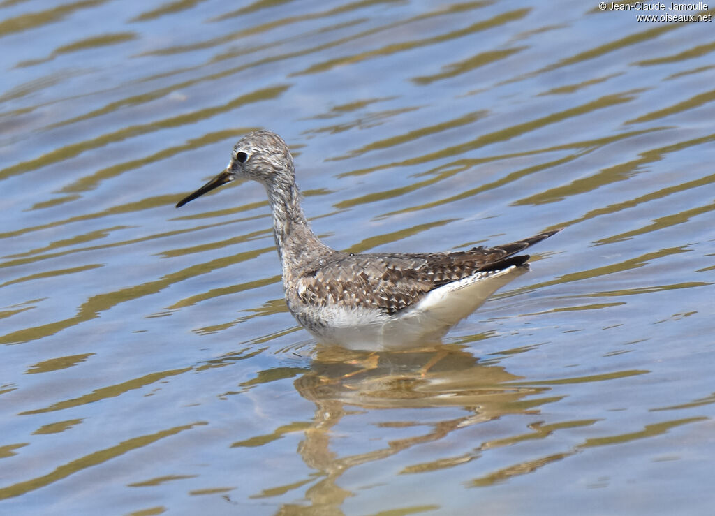 Lesser Yellowlegs