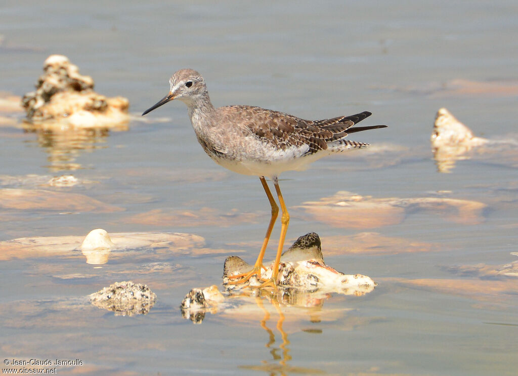 Lesser Yellowlegs