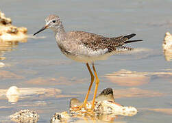 Lesser Yellowlegs