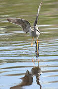 Lesser Yellowlegs